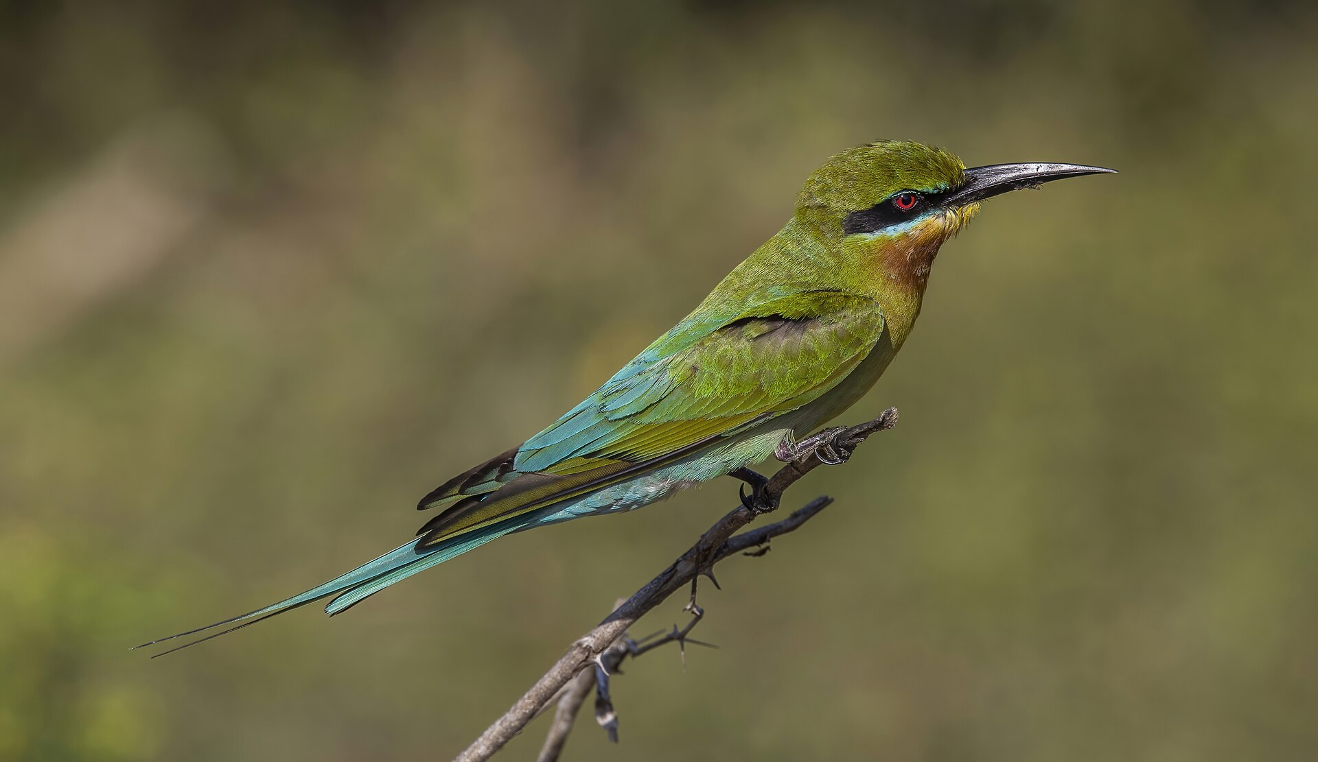 Blue-tailed bee-eater perched in Yala National Park, Sri Lanka